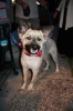 Filename=czar-9q.JPG
Filesize=526KB
Dimensions=800x1200
Date added=Jul 14, 2009 czar-9q.JPG
